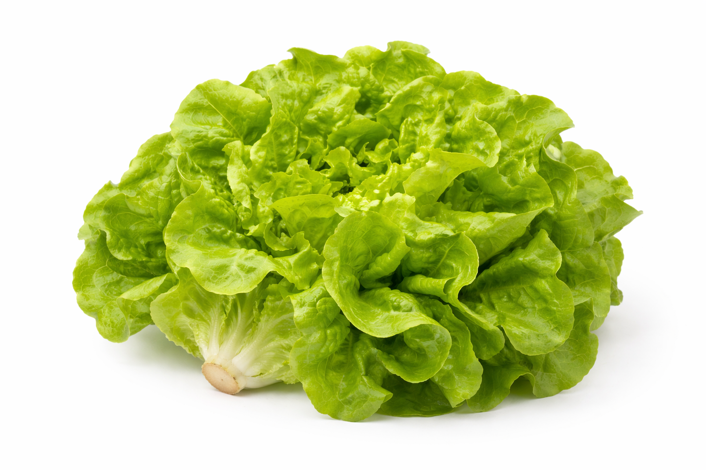 Insalata Mortarolo a cespo