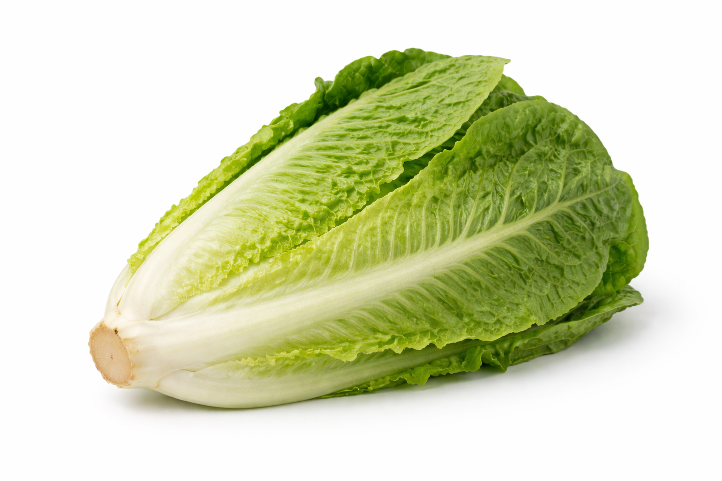 Insalata romana a cespo